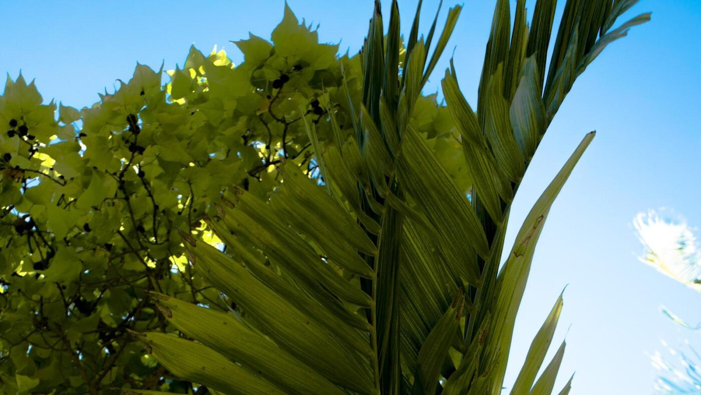 Muha Meds: A Natural Alternative for Pain Management
